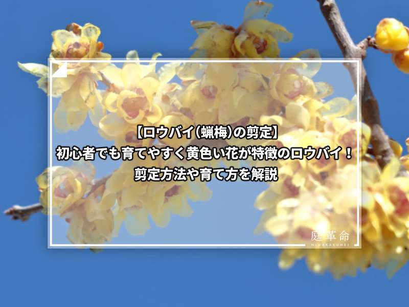 ロウバイ 蝋梅 の剪定 可愛らしい黄色い花が特徴のロウバイ 剪定方法や育て方を解説 庭革命