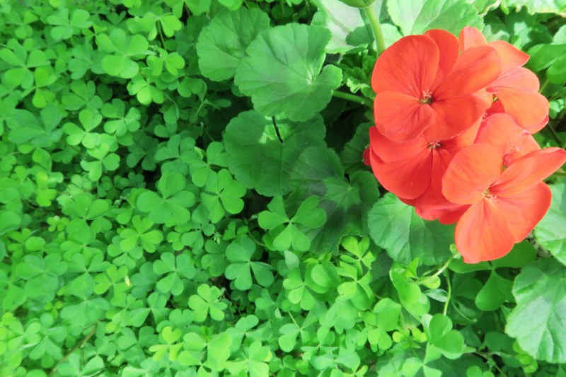 ゼラニウムの剪定 花を咲かせるための剪定時期や方法 冬越しや木質化についても解説 庭革命株式会社