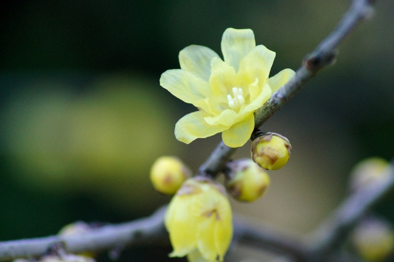 ロウバイ 蝋梅 の剪定 可愛らしい黄色い花が特徴のロウバイ 剪定方法や育て方を解説 庭革命