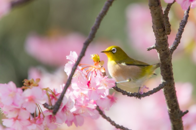 ウグイスと枝垂桜