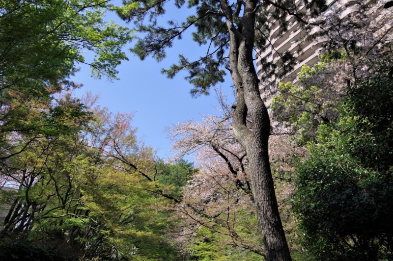 御殿山庭園の桜