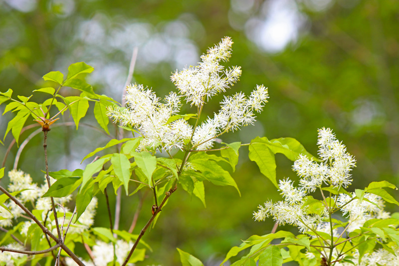 アオダモの剪定 シンボルツリーとして人気のアオダモの剪定方法や費用も徹底解説 庭革命株式会社