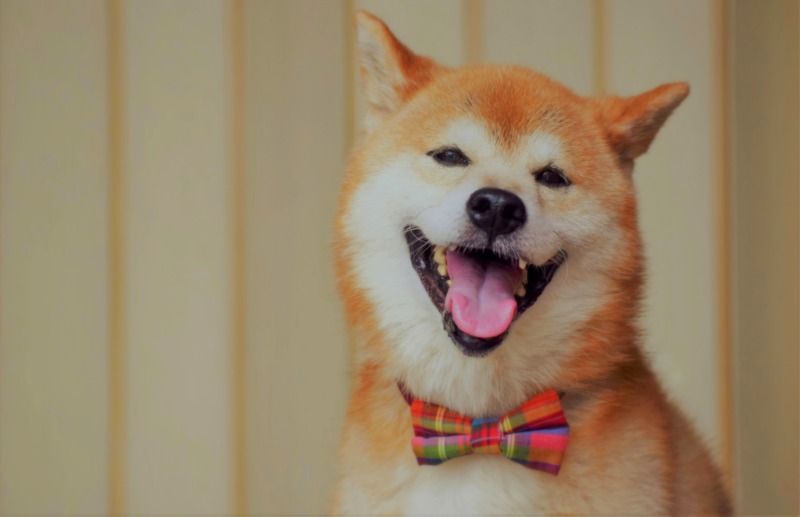 犬