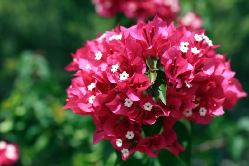 ブーゲンビリアの花