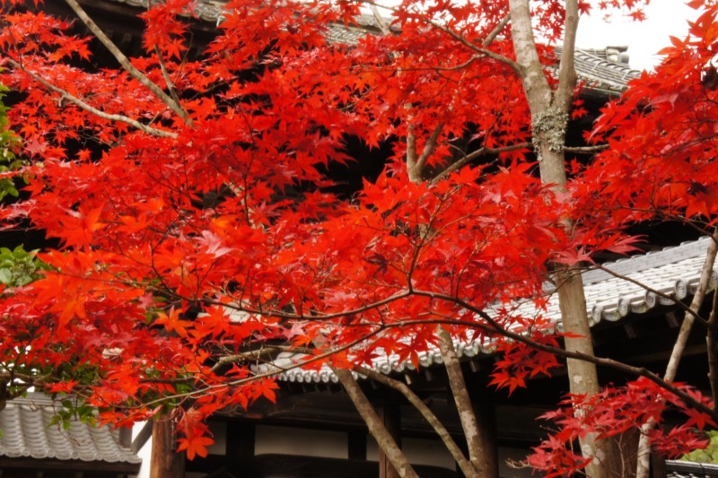 紅葉