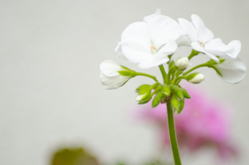 ゼラニウムの剪定 花を咲かせるための剪定時期や方法 冬越しや木質化についても解説 庭革命株式会社