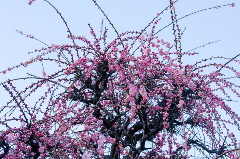 しだれ梅 枝垂れ梅 の剪定 しなやかな枝ぶりが美しい しだれ梅の剪定方法や育て方を解説 庭革命株式会社