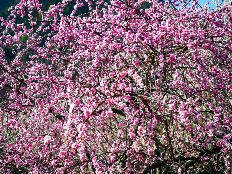 しだれ梅 枝垂れ梅 の剪定 しなやかな枝ぶりが美しい しだれ梅の剪定方法や育て方を解説 庭革命株式会社