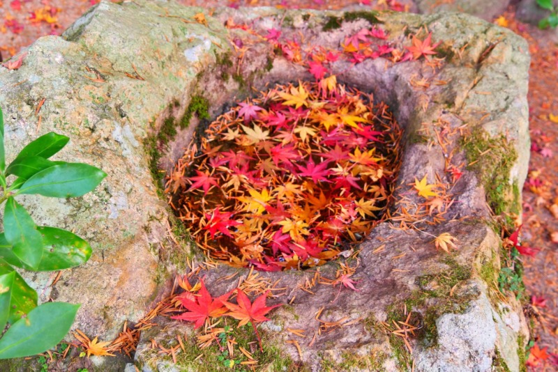 イロハモミジの剪定 日本の秋にピッタリ イロハモミジを美しく紅葉させるための剪定時期や方法を解説 庭革命株式会社