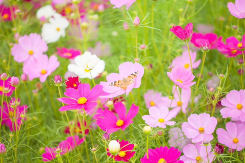 冬に咲く花 冬でも庭を華やかにしたい 冬に咲く花のおすすめ15選 庭革命株式会社