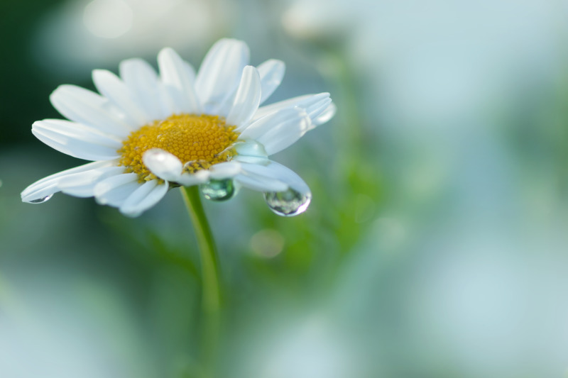 冬に咲く花 冬でも庭を華やかにしたい 冬に咲く花のおすすめ15選 庭革命株式会社