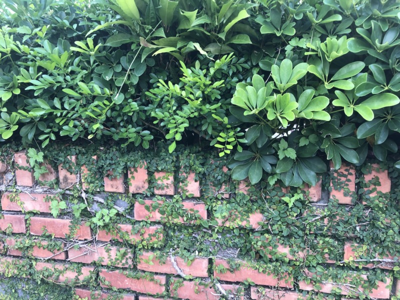 生垣
