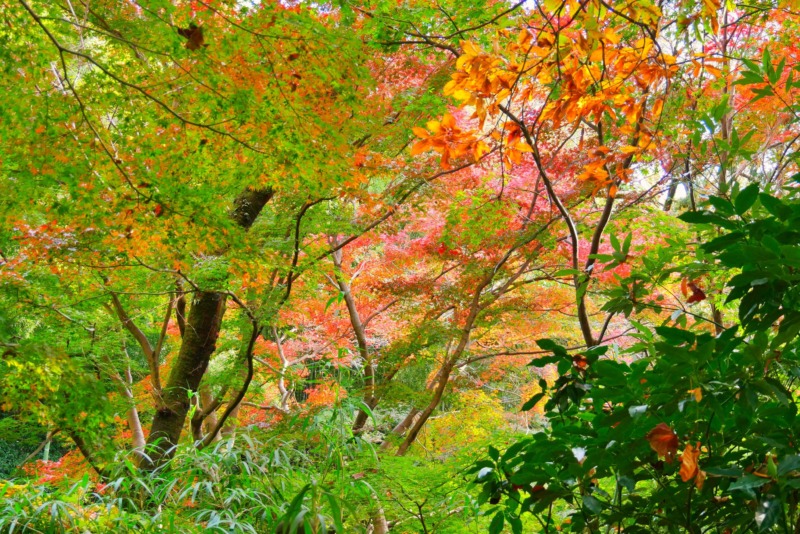 イロハモミジの剪定 日本の秋にピッタリ イロハモミジを美しく紅葉させるための剪定時期や方法を解説 庭革命株式会社