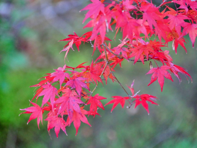 イロハモミジの剪定 日本の秋にピッタリ イロハモミジを美しく紅葉させるための剪定時期や方法を解説 庭革命株式会社