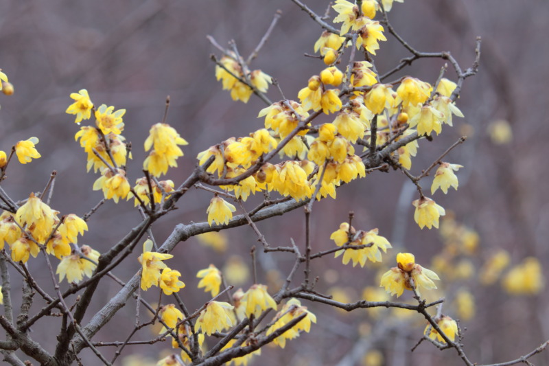 ロウバイ 蝋梅 の剪定 可愛らしい黄色い花が特徴のロウバイ 剪定方法や育て方を解説 庭革命株式会社