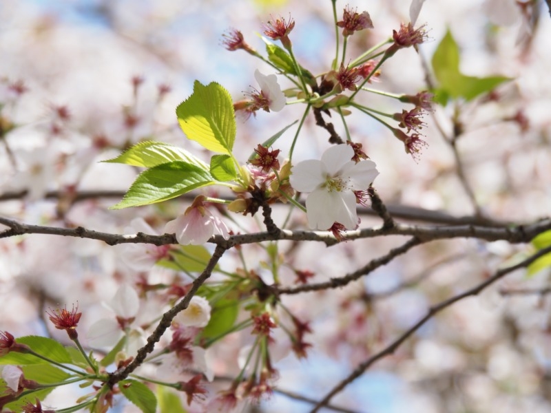 満開の桜の枝