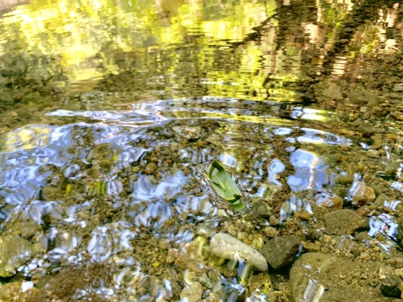 池の水面