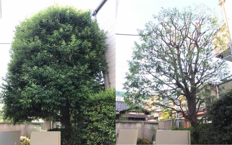 庭木剪定・庭の手入れ