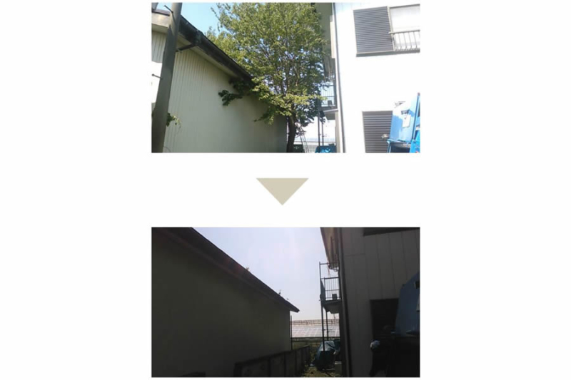 大きくなりすぎた木の伐採