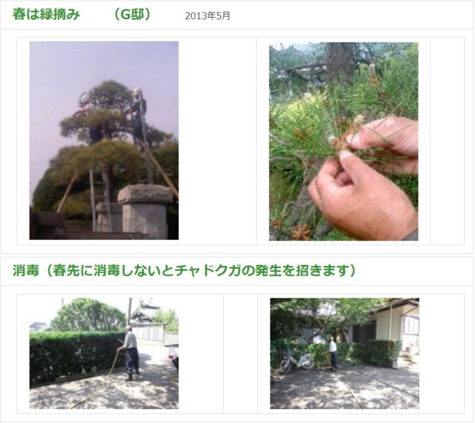 松のみどりつみと消毒