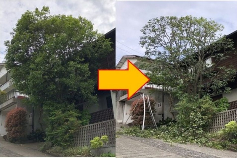 剪定施工事例