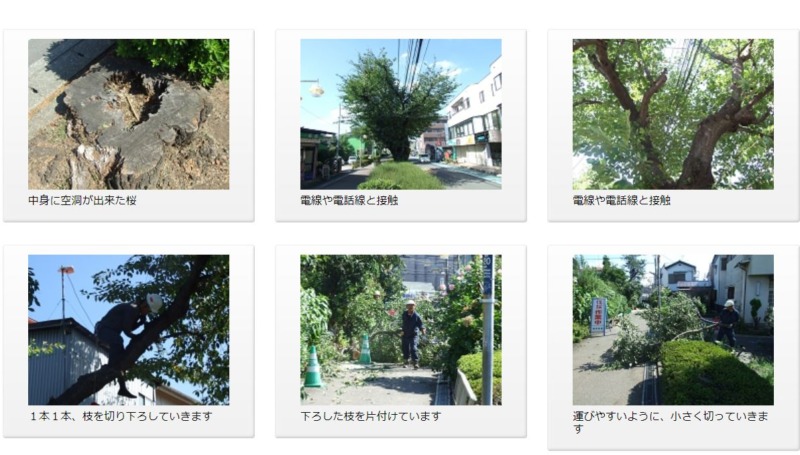 桜の伐採