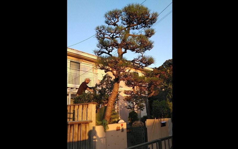 マツの剪定