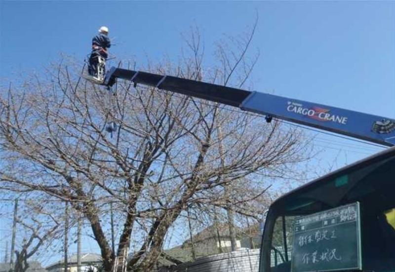 相模野小学校の桜の剪定