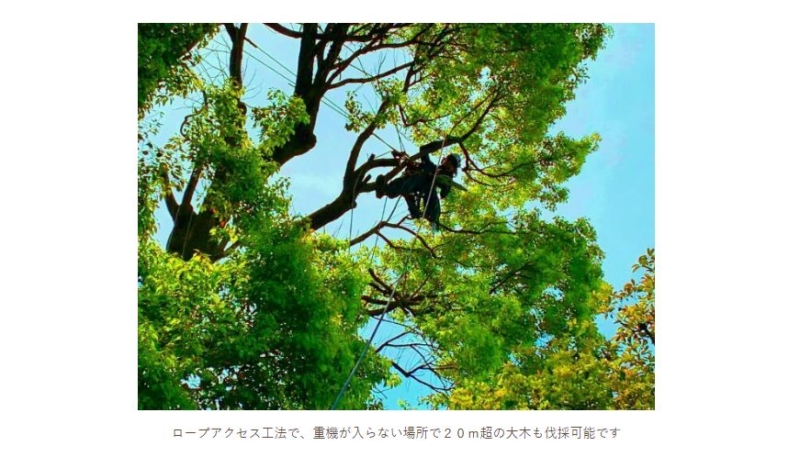 ロープ剪定
