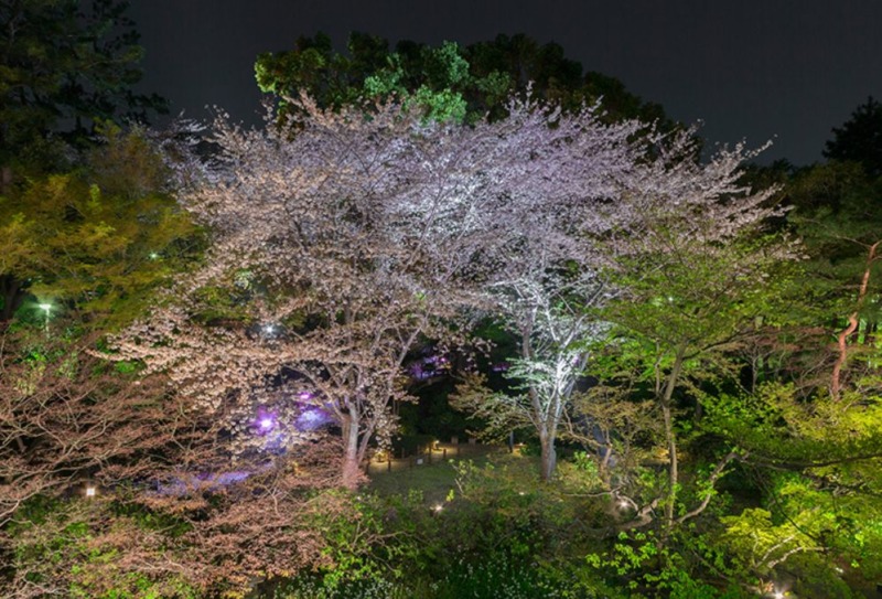夜桜