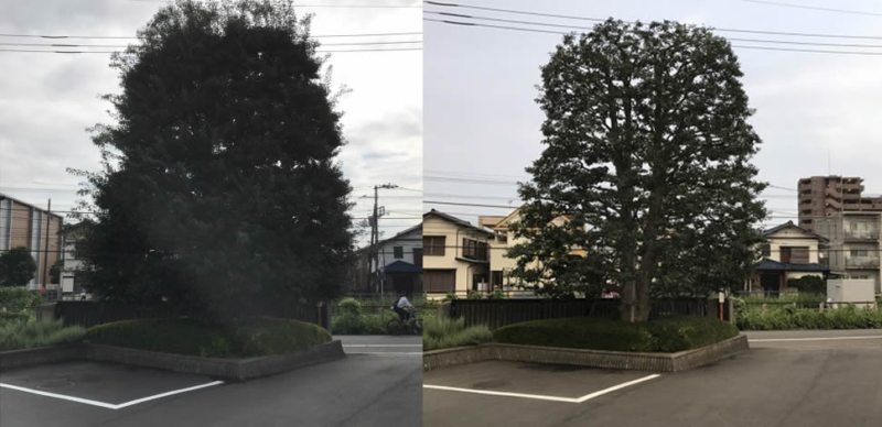 剪定施工例