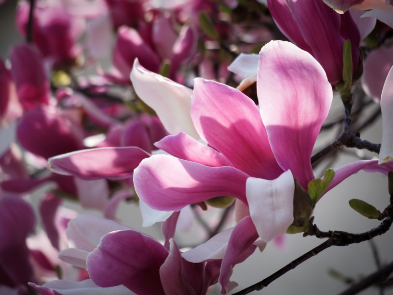 木蓮 モクレン の剪定 正しく剪定をして紫色の高貴な花を咲かせよう 木蓮の剪定時期や方法を解説 庭革命株式会社