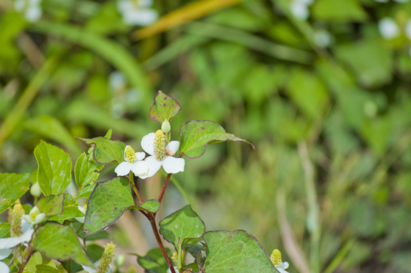 薬草 ドクダミ の効果 効能は 成分や育て方を徹底解説 ドクダミ茶などの取り入れ方についてもご紹介 庭革命