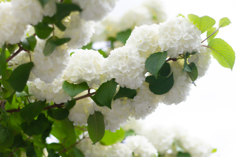オオデマリ 大手毬 の剪定 毬のような白く美しい花を咲かせるために オオデマリの正しい剪定時期や方法について解説 庭革命