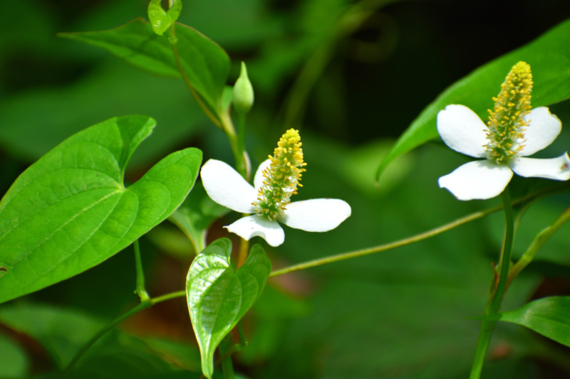 薬草 ドクダミ の効果 効能は 成分や育て方を徹底解説 ドクダミ茶などの取り入れ方についてもご紹介 庭革命株式会社