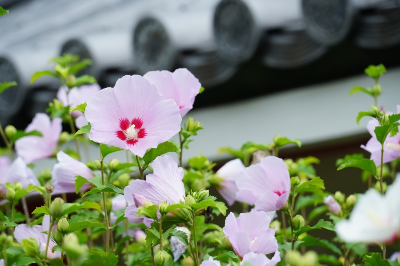 ムクゲの剪定 生命力の強いムクゲは剪定で綺麗な花を咲かせましょう ムクゲの剪定時期や方法を解説 庭革命株式会社