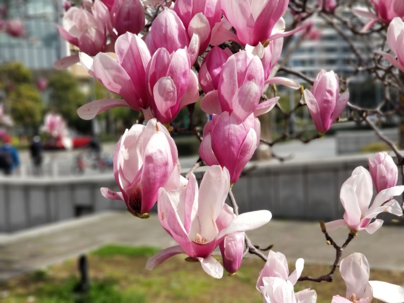 木蓮 モクレン の剪定 正しく剪定をして紫色の高貴な花を咲かせよう 木蓮の剪定時期や方法を解説 庭革命株式会社