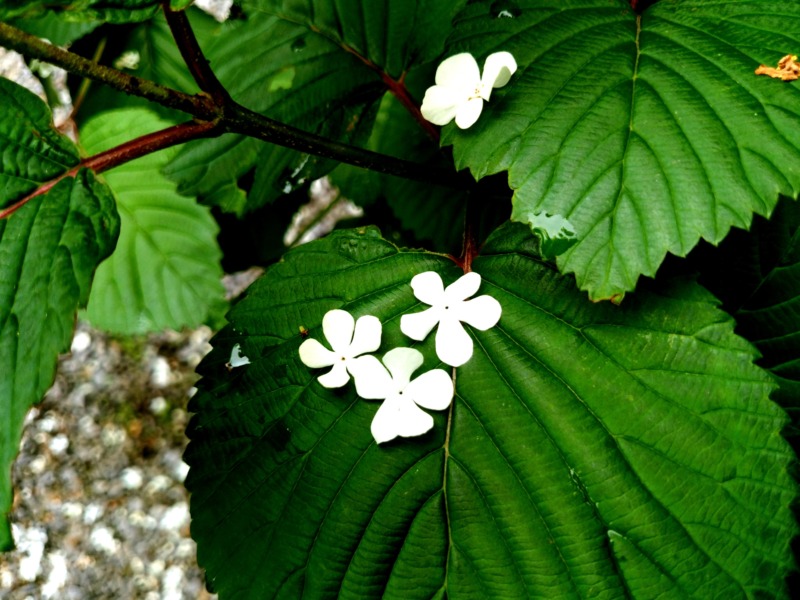 オオデマリ 大手毬 の剪定 毬のような白く美しい花を咲かせるために オオデマリの正しい剪定時期や方法について解説 庭革命