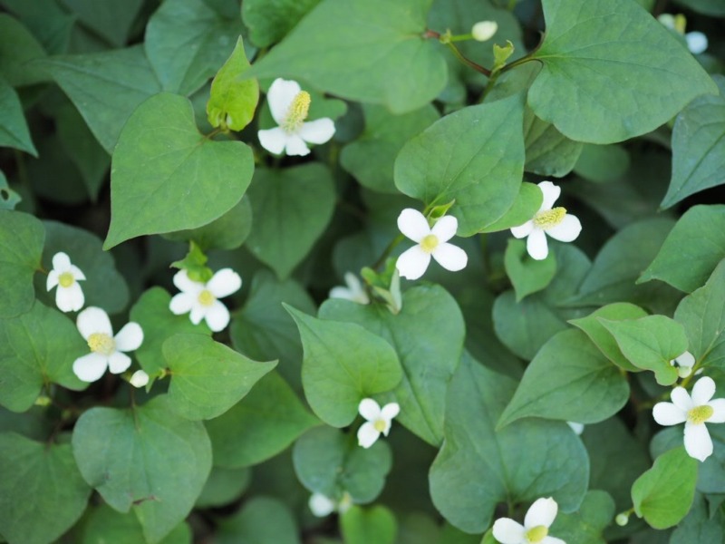 薬草 ドクダミ の効果 効能は 成分や育て方を徹底解説 ドクダミ茶などの取り入れ方についてもご紹介 庭革命株式会社