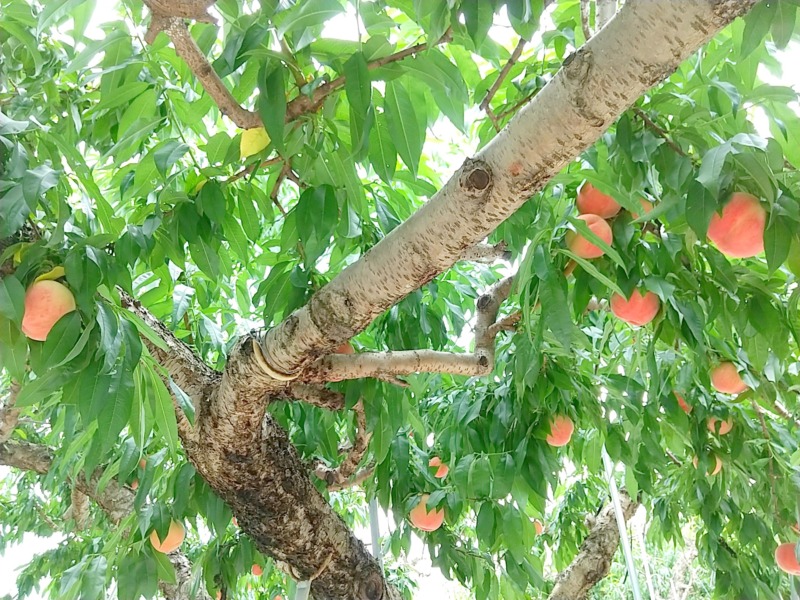 桃 もも の剪定 剪定で愛らしい花を咲かせ美味しい実をつけよう 桃の木の剪定時期や方法を解説 庭革命株式会社
