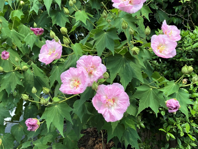 ムクゲの剪定 生命力の強いムクゲは剪定で綺麗な花を咲かせましょう ムクゲの剪定時期や方法を解説 庭革命株式会社