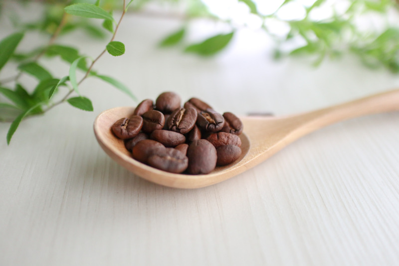 コーヒーの木の剪定 観賞用としても人気の高いコーヒーの木の剪定時期や方法を解説 庭革命