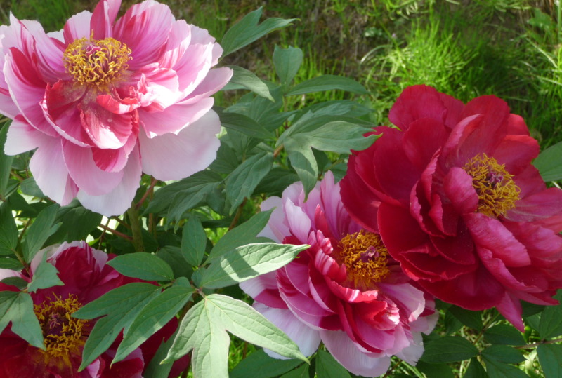 牡丹の剪定 艶やかで 花の王様 と呼ばれる牡丹は剪定が必要不可欠 正しい剪定時期と方法を解説 庭革命株式会社