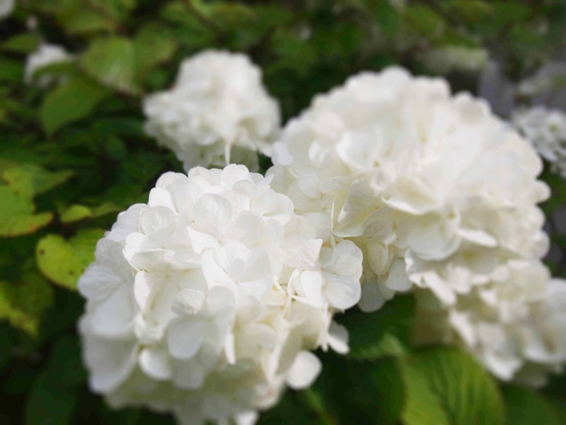 オオデマリ 大手毬 の剪定 毬のような白く美しい花を咲かせるために オオデマリの正しい剪定時期や方法について解説 庭革命株式会社