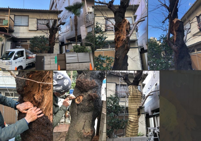 サクラの樹幹治療