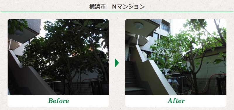 マンションの植木剪定