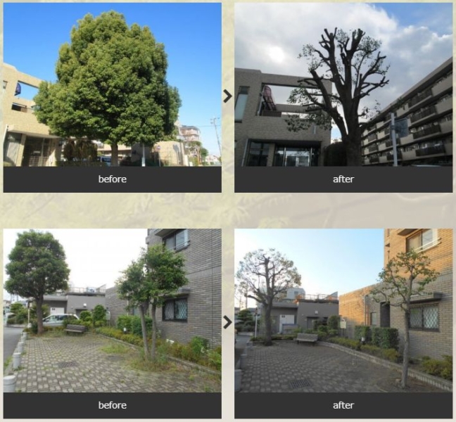 マンションの剪定
