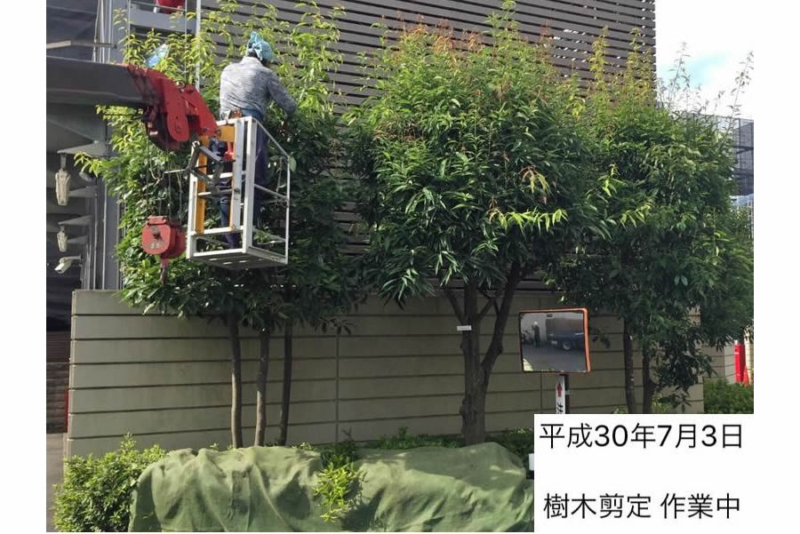 剪定作業中