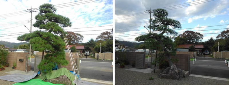 剪定の施工事例