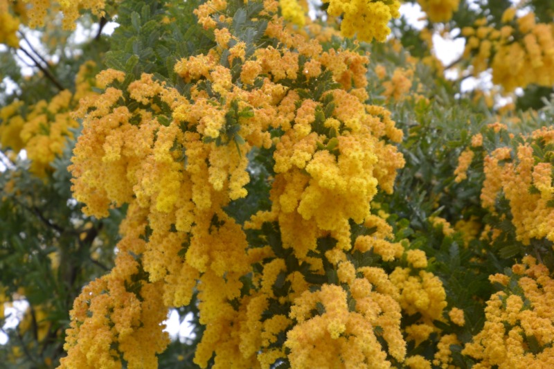 アカシア ミモザ の剪定 ふわふわで黄色の花が愛らしいアカシアの剪定時期や方法を解説 庭革命株式会社